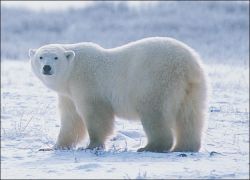 Сонник: к чему снятся медведи