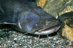 На что ловить сома наиболее результативно