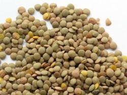 Чем хороша чечевица для похудения?