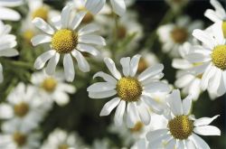 Ромашка для волос: отвары, шампуни и маски