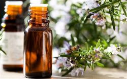 Эфирное масло розмарина: применение и полезные свойства