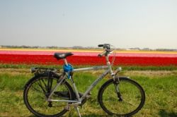 Амстердам - столица какой страны? Путешествие в Королевство Нидерландов