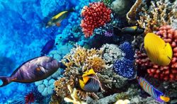 Аравийский полуостров: пустынная красота