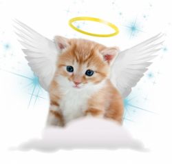 Почему нельзя смотреть кошке в глаза
