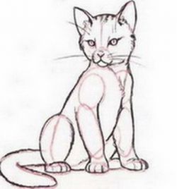 Если хотите запечатлеть любимца, узнайте, как нарисовать котенка
