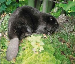 Охота на бобра - трудно, но увлекательно