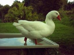 Разведение гусей - выгодный бизнес