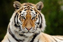 Сонник: тигр - к чему снится