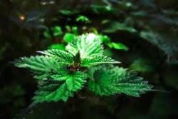 Как используется крапива для волос 