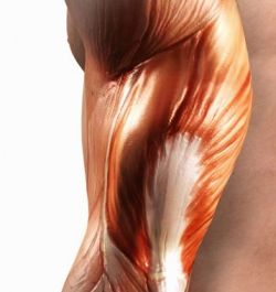 Узнайте, как растут мышцы