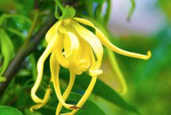 Масло иланг-иланга для волос: полезные свойства, способ применения