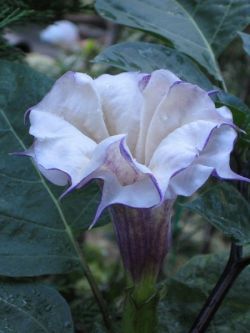 Дурман - цветок красивый и ядовитый