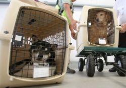 Основные правила перевозки багажа в самолете