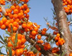 Как использовать облепиховое масло для волос?