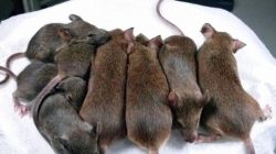 К чему снятся мыши? Бедность и отсутствие успеха