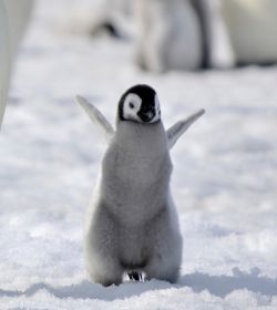 Замечательный пловец и ныряльщик, или Почему пингвин не летает? 