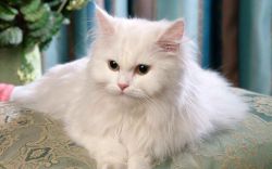 Кот с большими глазами: фото, название породы