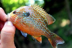 Рыба окунь. Летняя и зимняя рыбалка на окуня: снасти, способы ловли