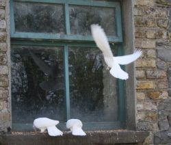 У вас голубь на подоконнике? Приметы хорошие и плохие