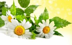 Как отбелить кожу в интимных местах: способы