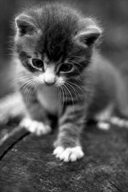 Хотите узнать о том, как рисовать котенка быстро?