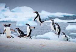 Материк Антарктида: интересные факты