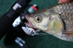 Воблеры Strike Pro (