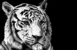 Как нарисовать тигра. От сложного к простому