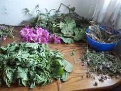 Лечебные свойства красного клевера и его применение