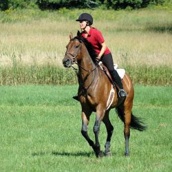 Максимальная скорость лошади. Виды бега лошади. Скаковые лошади