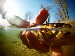 Культурно-рыбное хозяйство 