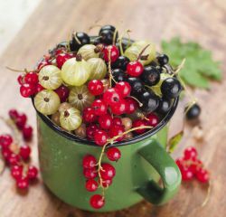 Гибрид крыжовника и смородины: как называется, описание, фото, отзывы