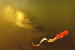 Самые уловистые вертушки на щуку