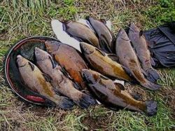 Рыбалка: ловля линя 