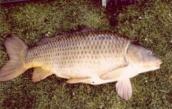 Ловля карпов на фидер: особенности и выбор снасти