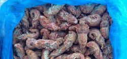 Всё о морской медведке: от описания до лучшего рецепта приготовления