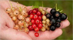 Компот из смородины: рецепты приготовления