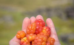 Морошка моченая: рецепт приготовления