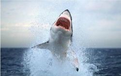 Хрящевые рыбы - удивительные существа морских и океанических глубин