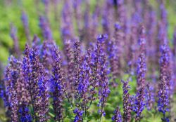 Шалфей для волос: лечебные свойства, применение отвара и масла, отзывы