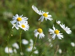 Делаем ромашки из бисера своими руками