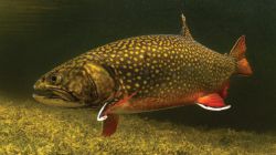 Лучшая блесна на форель