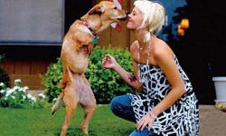 Фейт (собака): история жизни, описание и интересные факты