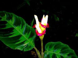 Виды калатеи, фото, названия, уход в домашних условиях