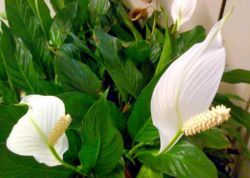 Виды спатифиллума: названия и описание