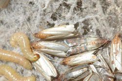 Виды моли и их названия