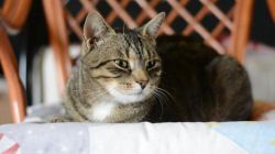 Анализ на токсоплазмоз: как сдавать, расшифровка результатов