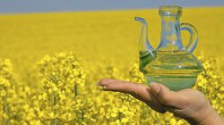 Из чего делают рапсовое масло? Вред и польза продукта
