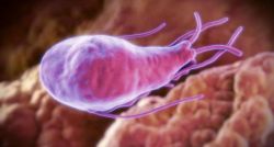 Анализ на лямблии: какие сдавать, расшифровка результатов