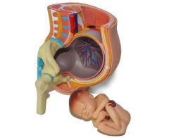 Что такое промежность? Строение и функции промежности